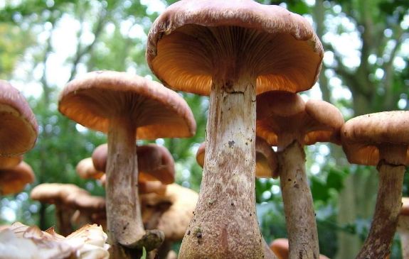 食用真菌的主要种类分类